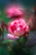 Rosy-Dream_-_Ritam_W1.jpg