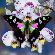 Winged-Rainbow_Graphium-weiskei-butterfly_Ritam-W.jpg